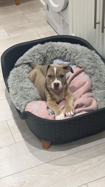 Beautiful Bully x staffy girl
