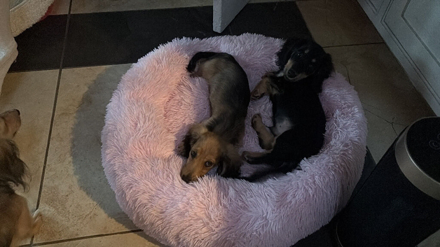 Long haired miniature Daschund puppies black and cream and shaded creams
