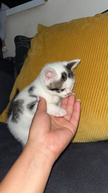Two male 8 week old kittens