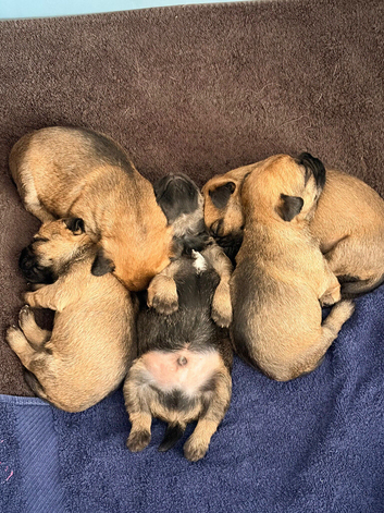 Border terrier puppies