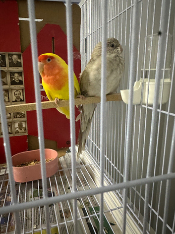 Redrump platinum grey healthy and active