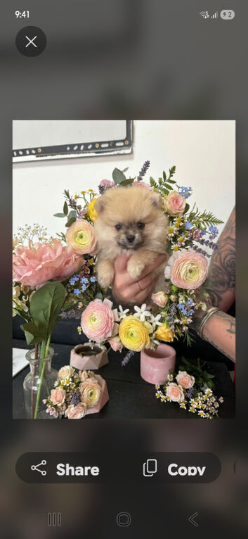 Pomeranian boy and girls