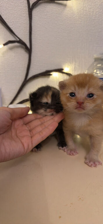 Male and female kitten