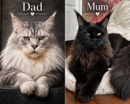 GCCF TICA 5 Gen Pedigree Champion Line Maine Coons