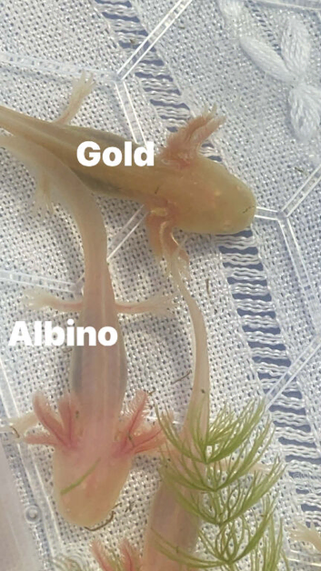 GOLD & LUCY AXOLOTLS