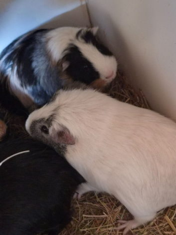 Guinea pigs 5 months old