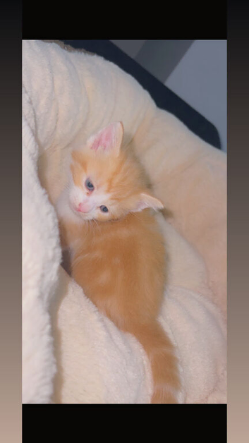 Ginger and white kitten