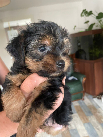 Yorkshire terrier puppies