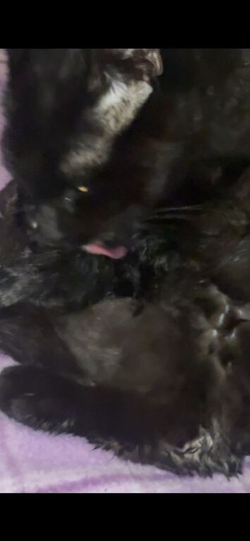 4 black kitten available