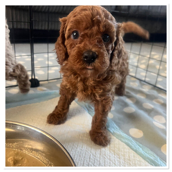 Beautiful f1b Cavapoo puppies