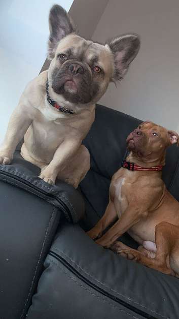Fluffy Frenchie