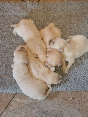 Golden Retriever puppies