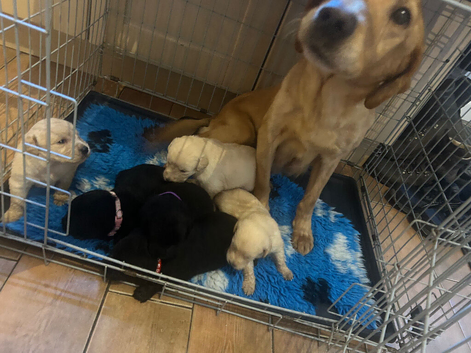 Labradoodle puppies for sale