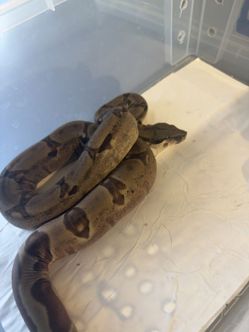 common boa dwarf