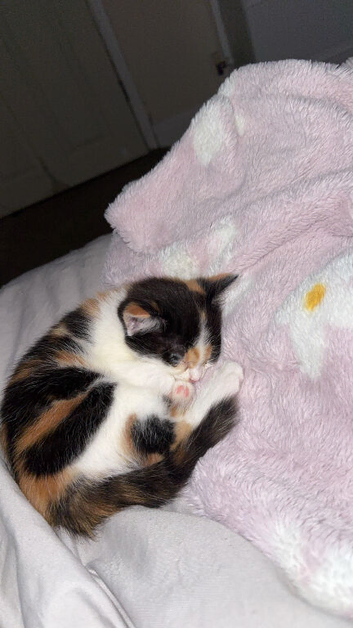 Gorgeous calico kitten