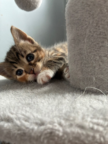 Female  kitten ( peach )