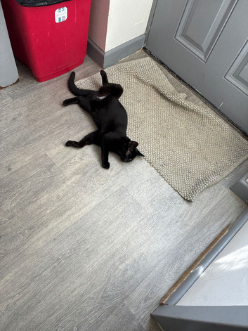 8 week old kittens 4 ready to leave