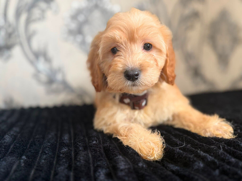 Adorable puppies