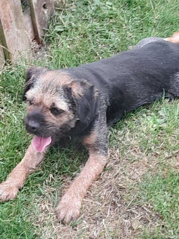 Blue and tan K.C. reg dog