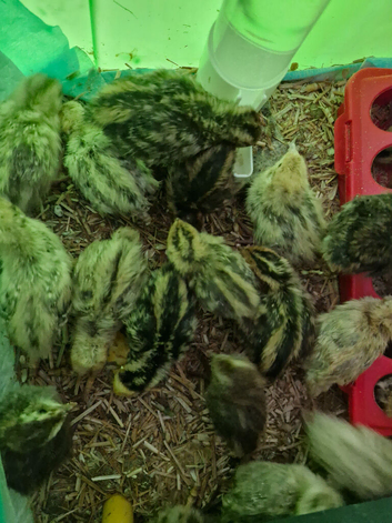 45 Quail Chicks For Sale