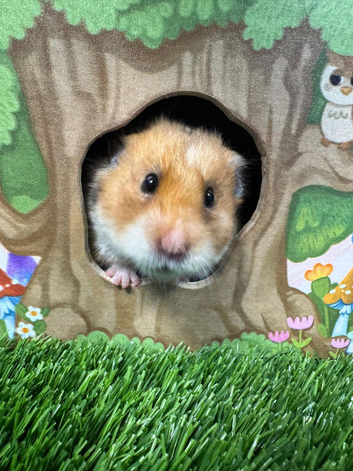 Syrian Hamster Girl Female