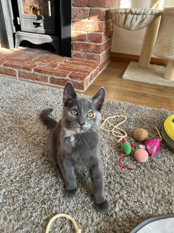 Beautiful kitten girl