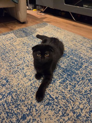 Female kitten