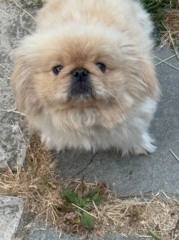 Rare Pekingnese apricot & white boy 13 months