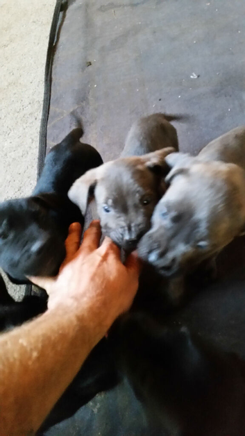 Pure cane corso puppies