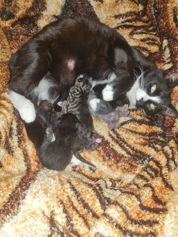 Kittens