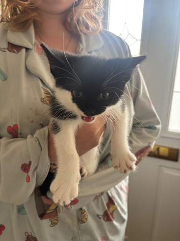 Kittens