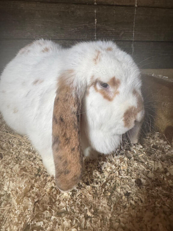 11 month old French Lop Female