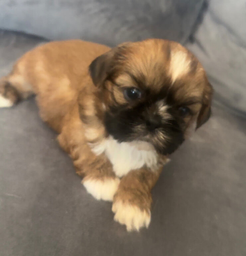 Title Stunning chocolate imperial Shih Tzu puppies