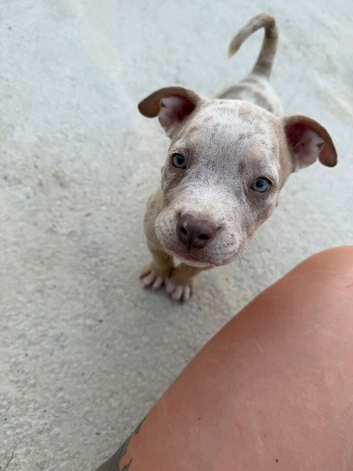 Pocket bully puppies for sale