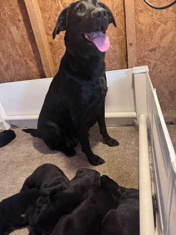 Working black lab puppies