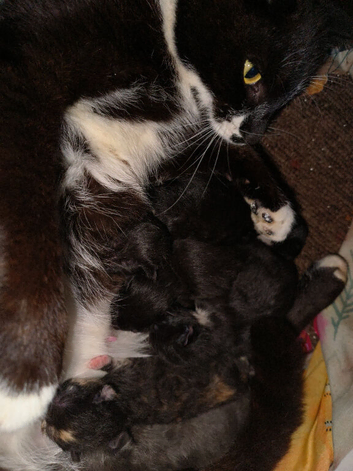 10 week old kittens