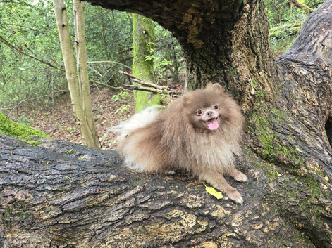 Full pedigree lilac male pomeranian