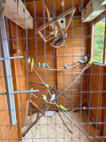 Rehoming service for small birds (budgies/canaries etc)