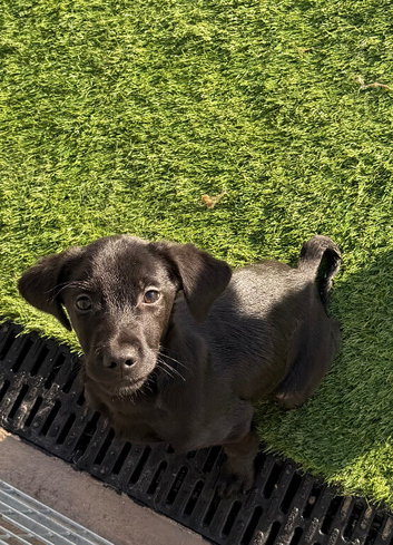 Two Springador Male Pups