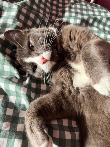 Alice needs a new home