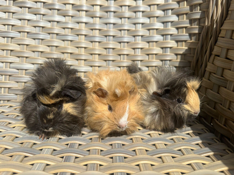 Handsome long haired baby guinea pigs.