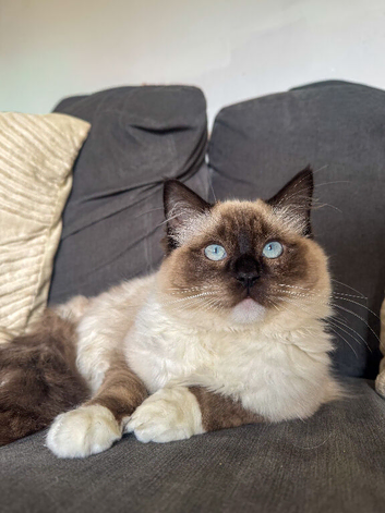 Seal mitted male
