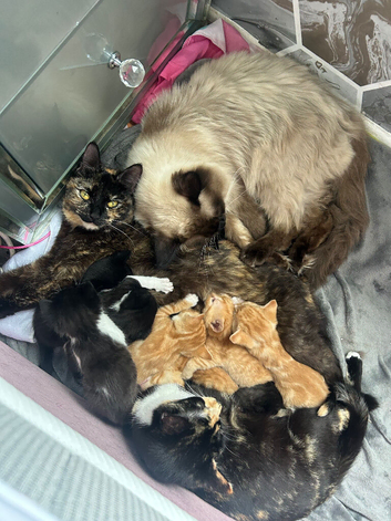 Kittens