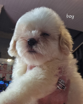 Shihpoos READY TO LEAVE FROM 11TH JULY