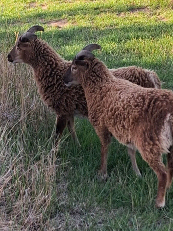 SOAY BONDED PET LAMBS  NEUTRATED MALES FRIENDLY IDEAL LAWNMOWERS CROSS LOW MAINTENANCE GRAZE HORSES KEEP PADDOCKS FREE WORMS RAGWORT