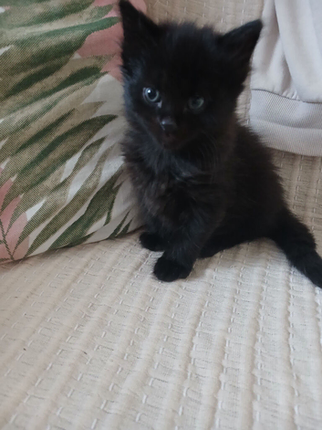 Little babys