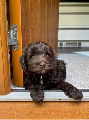 10 week old Cockapoo looking for a new forever home