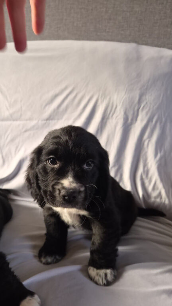 Cocker spaniel pups for sale