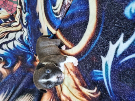 Pick of litter boy pup , &pound;1200