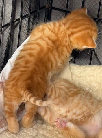 Pure Ginger SHORT Hair Mackerel (Tiger Coat Pattern) Tabby